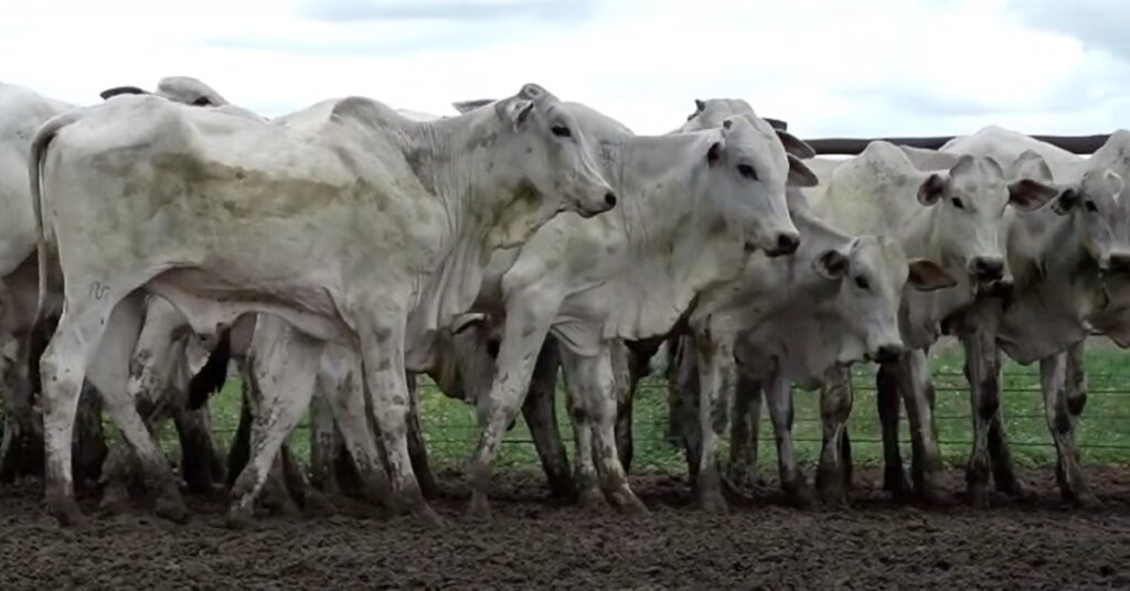 Boi Gordo: Por que as vendas estão estagnadas? 2 Vendas de animais de reposição continuam estagnadas, com invernistas fora das compras • Portal DBO