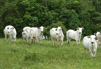 Boi gordo: preço futuro superará o físico em outubro? 6 preço futuro do boi