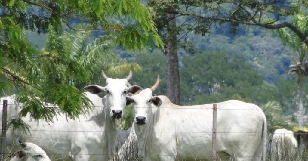 Mercado físico do boi gordo segue com preços firmes no Brasil