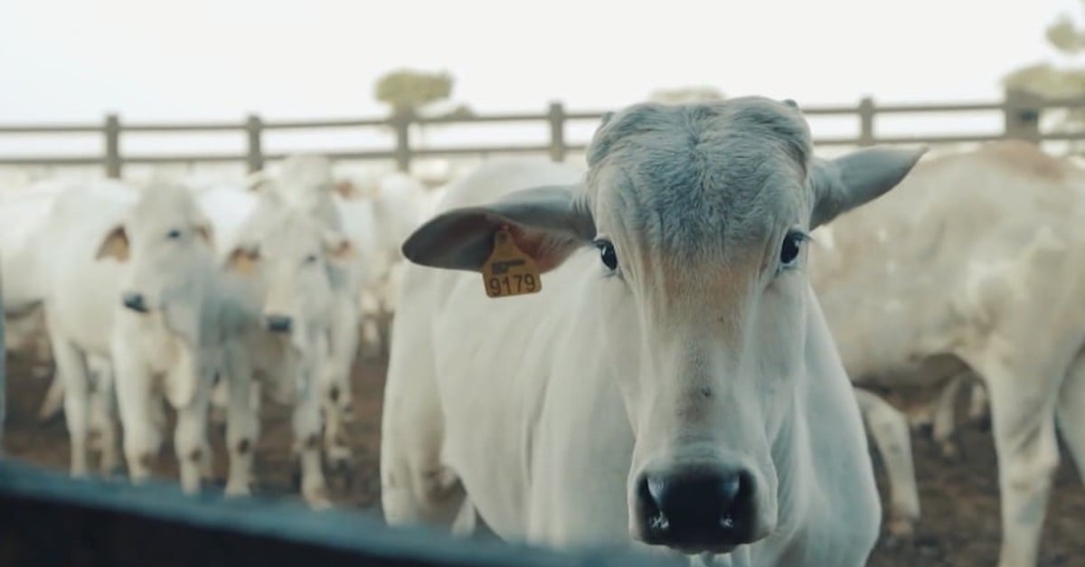 Boi gordo: preços firmes no mercado. 11 Demanda aquecida sustenta preços do boi