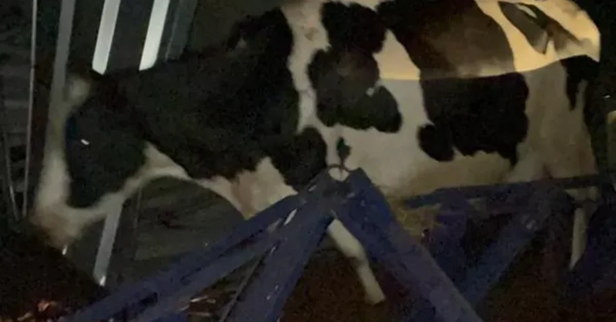 35 vacas são salvas por bombeiros após queda de telhado