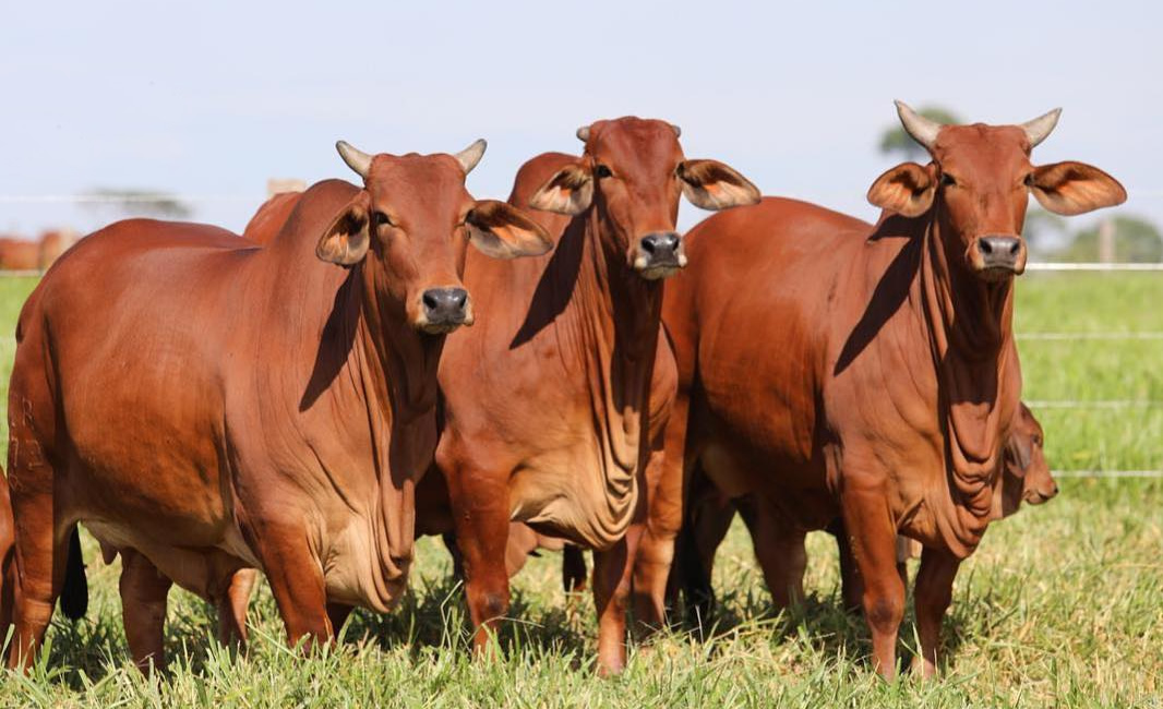 Bovinos do deserto: adaptação à seca conquista o Brasil?