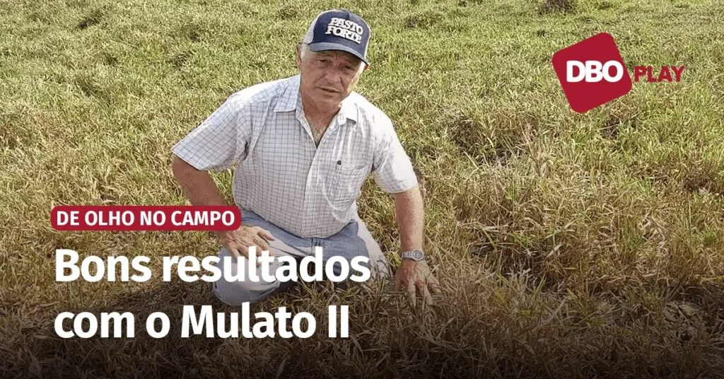 Braquiária híbrida: boa escolha para fazenda em Rondônia? 8 Braquiária híbrida foi boa escolha para fazenda em Rondônia; veja • Portal DBO