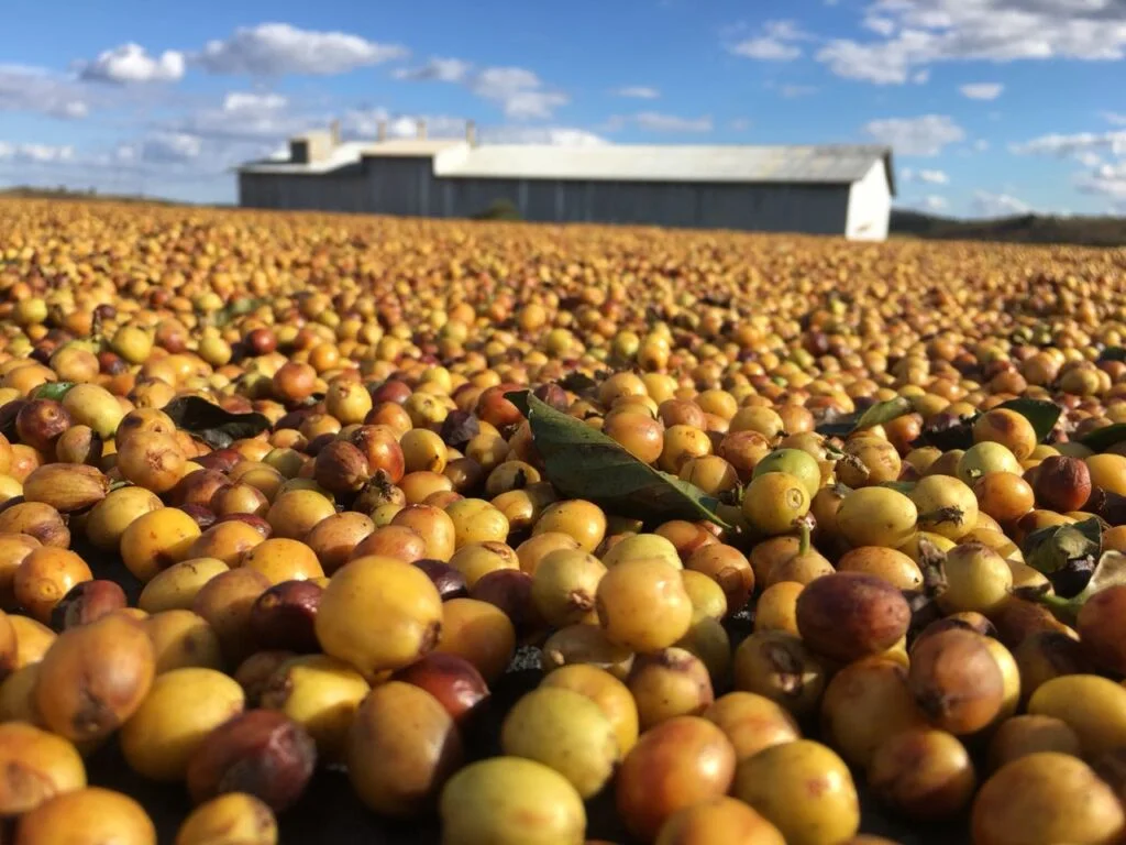 café : Qual o melhor tipo de colheitadeira? 19 Tipos de colheita de café: como determinar o melhor?