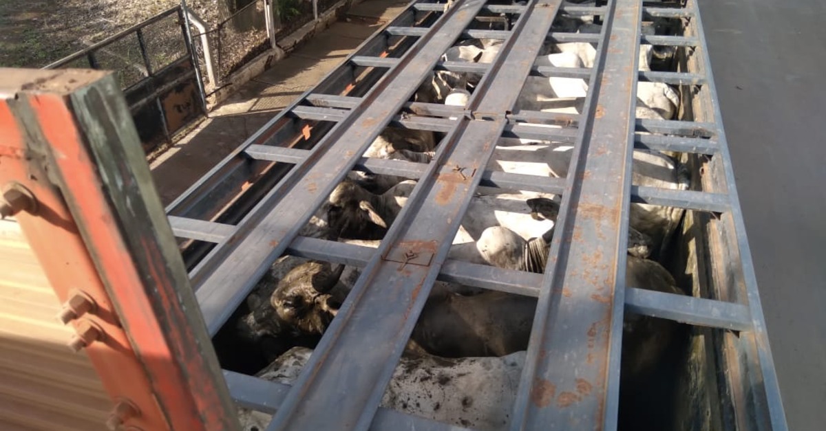 Carreta com cerca de 50 vacas roubadas em Barra do Bugres é recuperada