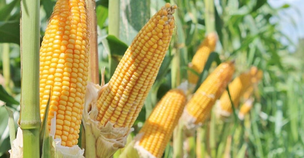 cereal abre em Chicago com preços mistos