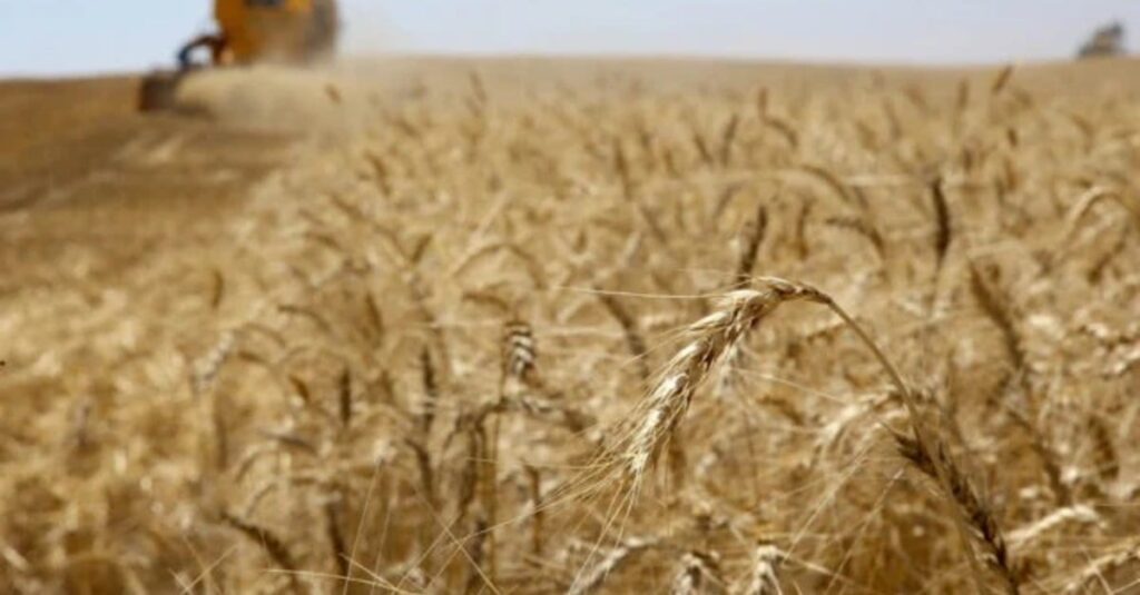 Trigo no Brasil: consultoria corta estimativa por causa das chuvas