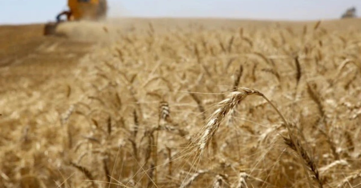 Chuvas impactam safra de trigo no Brasil?