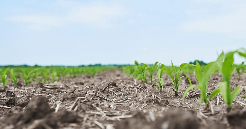 Produtores de MT estão preocupados em perder a janela de plantio da safrinha de milho • Portal DBO