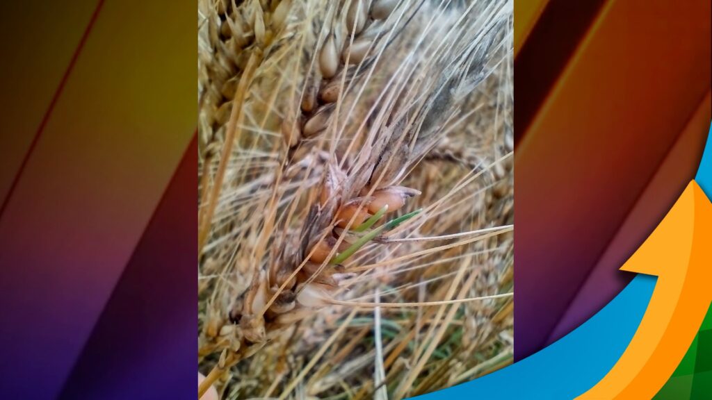 Chuvas prejudicam trigo em Ijuí/RS e derrubam preço? 22 Chuva em excesso tira qualidade do trigo em Ijuí/RS e reduz drasticamente preço de venda