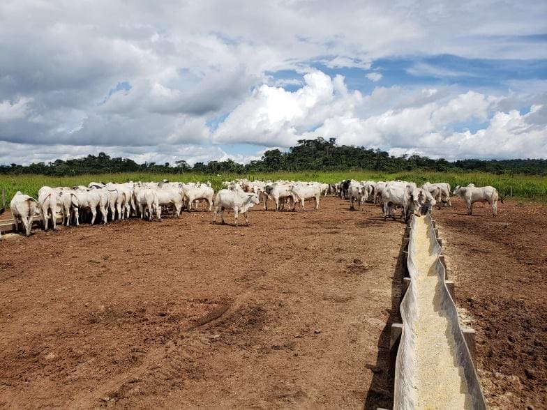 Cocho : Você está usando corretamente?