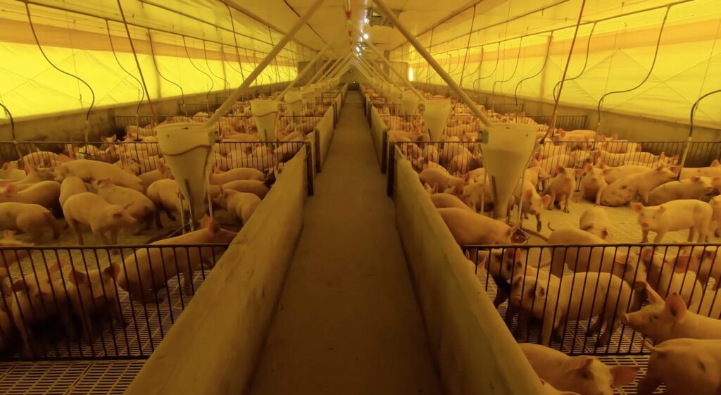 como a criacao de um fundo nacional facilita o combate de doencas na pecuaria