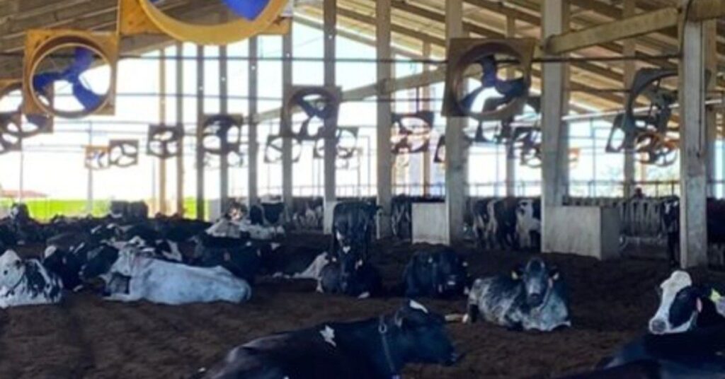 Como a fazenda do Ceará está modernizando sua gestão para enfrentar os desafios da atividade? 4 fazenda temporal energia