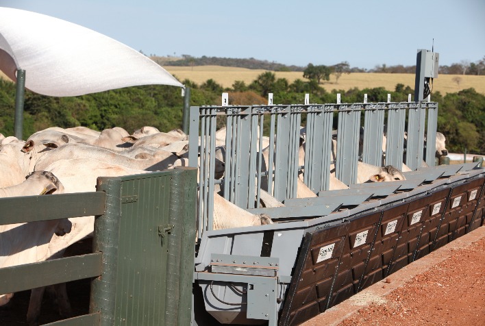 Como a genética sexada está impactando a safra de 2023/2024 ao aumentar a produção de machos?