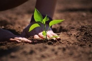 Como a guerra em Israel pode impactar o fornecimento de fertilizantes para o Brasil?