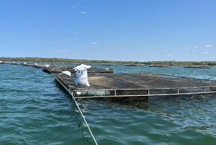 como a nutricao de alta tecnologia pode auxiliar na criacao de peixes em altas temperaturas