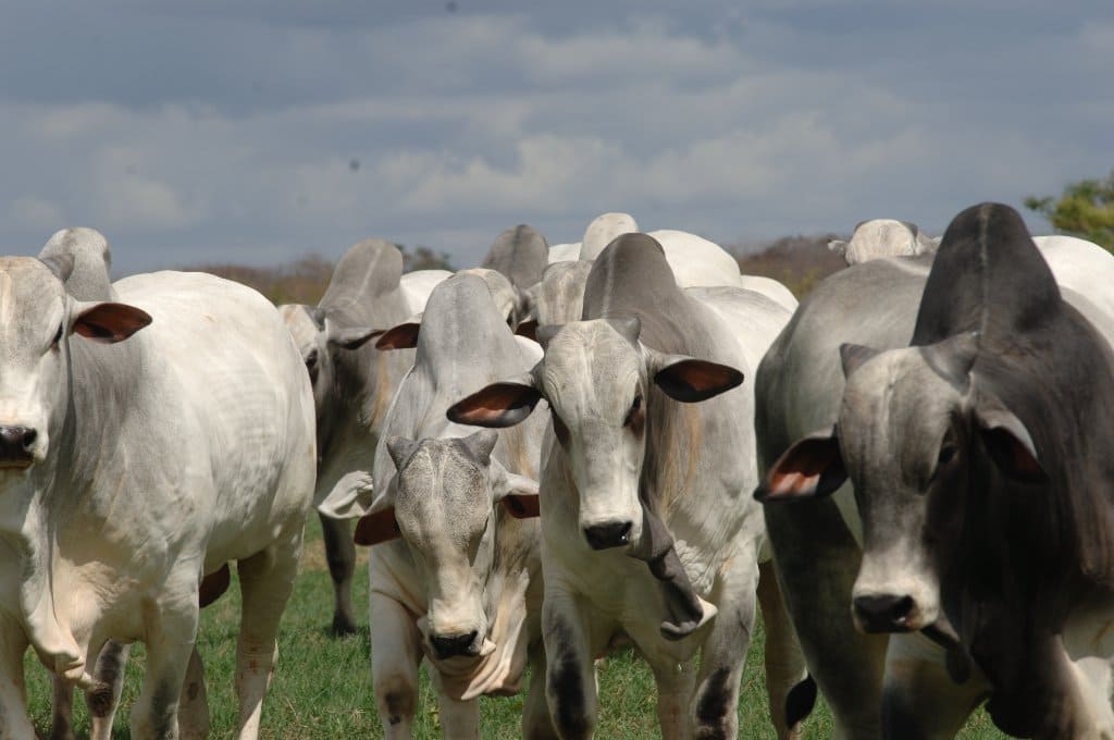 Como a pecuária de corte pode impulsionar sua produtividade e lucratividade?