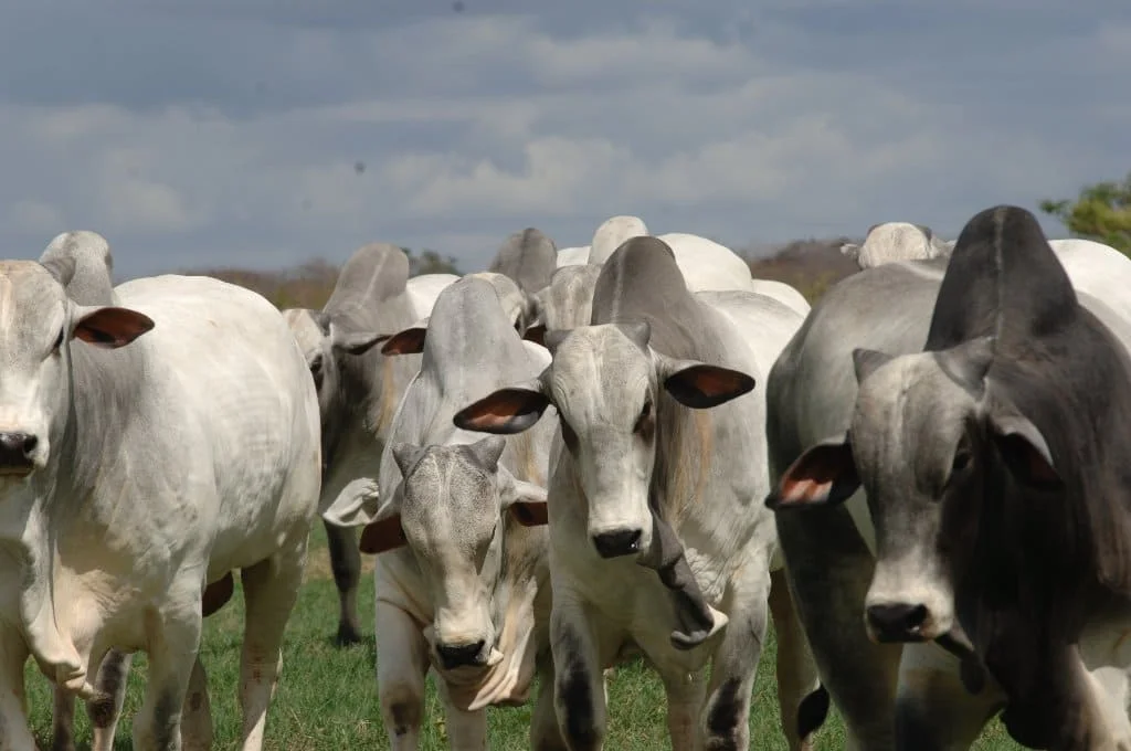 Como a pecuária de corte pode impulsionar sua produtividade e lucratividade? 9 Aumente sua produtividade e lucratividade com a pecuária de corte