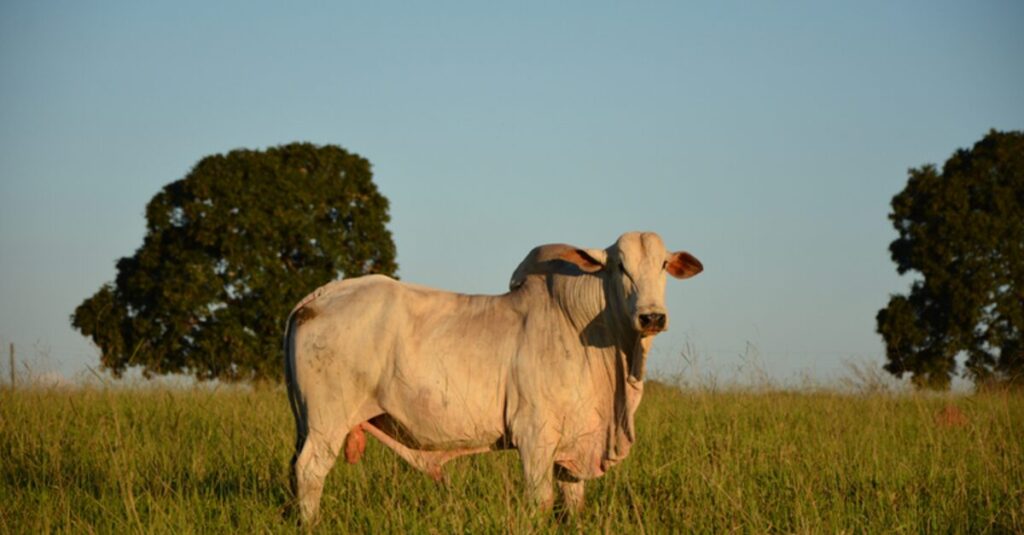 sustentabilidade e boas práticas impulsionam o setor no Brasil