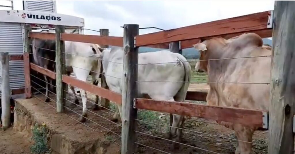 como as escalas de abate encurtadas estao impulsionando a valorizacao do preco do boi gordo