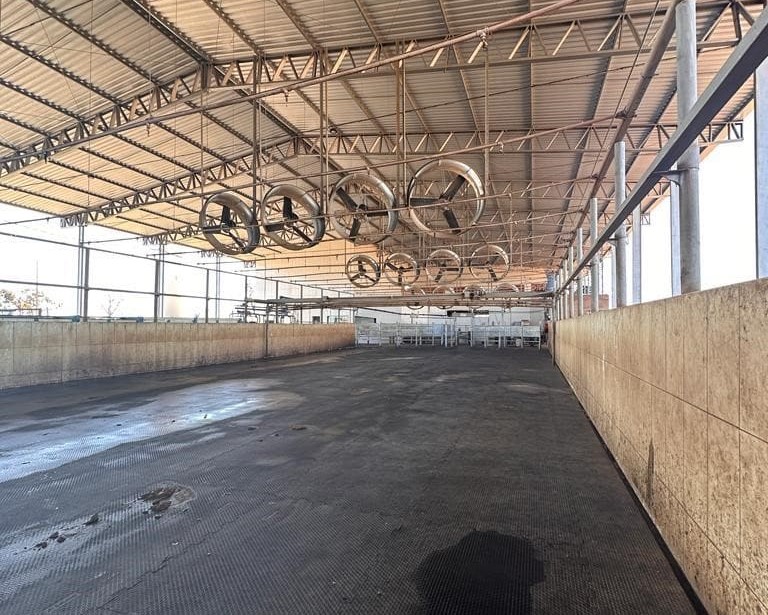 como as vacas devem aguardar a ordenha?