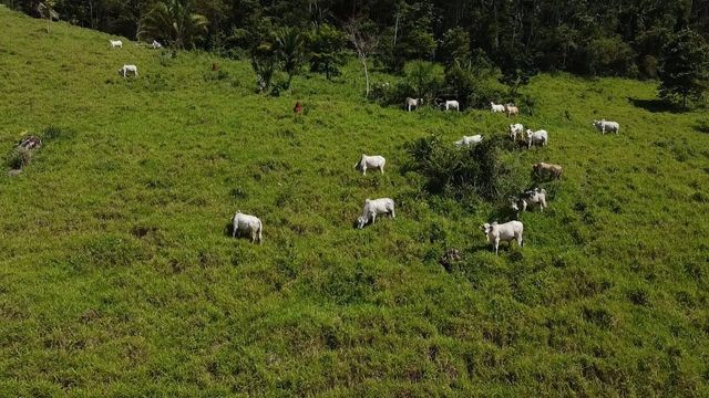 Pecuarista de Rondônia revela como faz boi engordar quase 20@