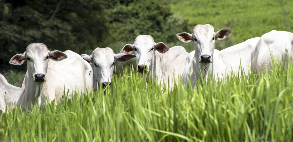 Como entender o sistema digestório dos bovinos? 56 como entender o sistema digestorio dos bovinos 1
