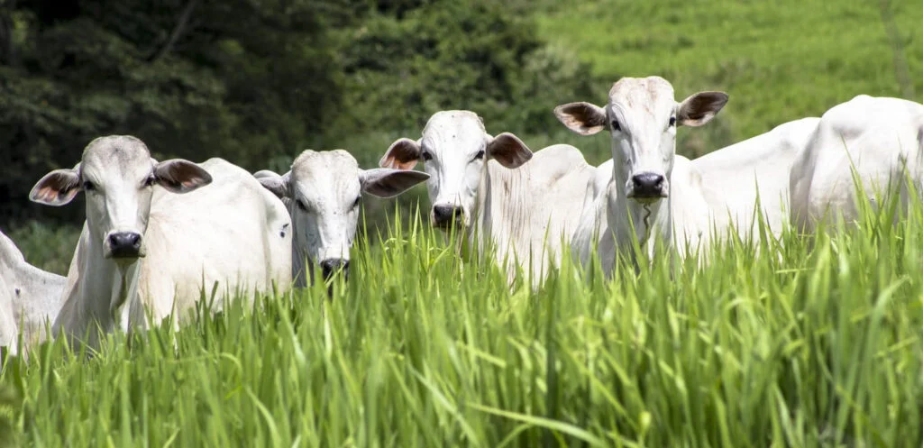 como entender o sistema digestorio dos bovinos 1