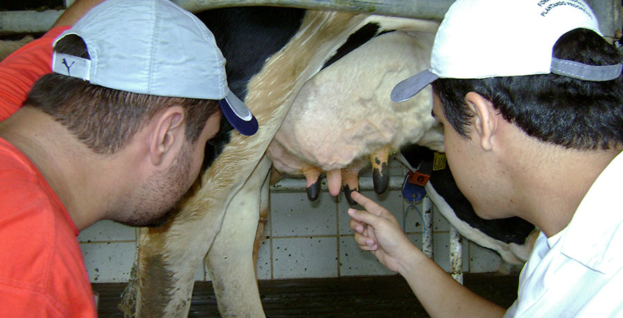 Como evitar a mastite bovina?