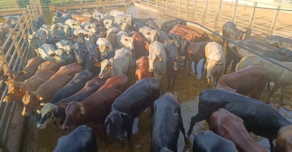 Fazenda no Pará volta da abater bois com auxílio dos Escritórios Verdes
