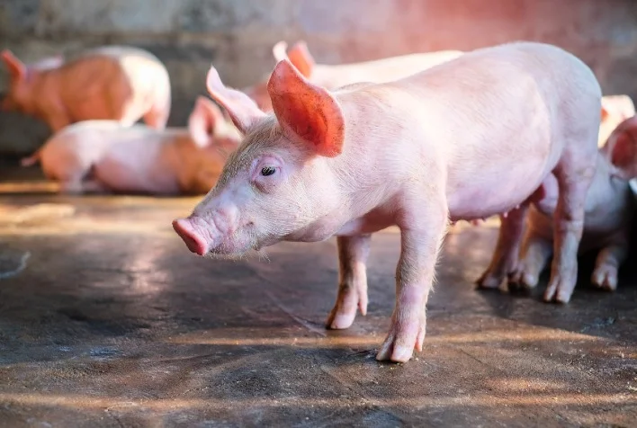 Como foi o desempenho do suíno na granja durante a 39ª semana de 2023?