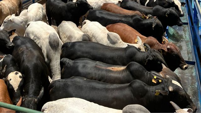 Como foi o resultado da boiada terminada em boitel do pecuarista de SP?