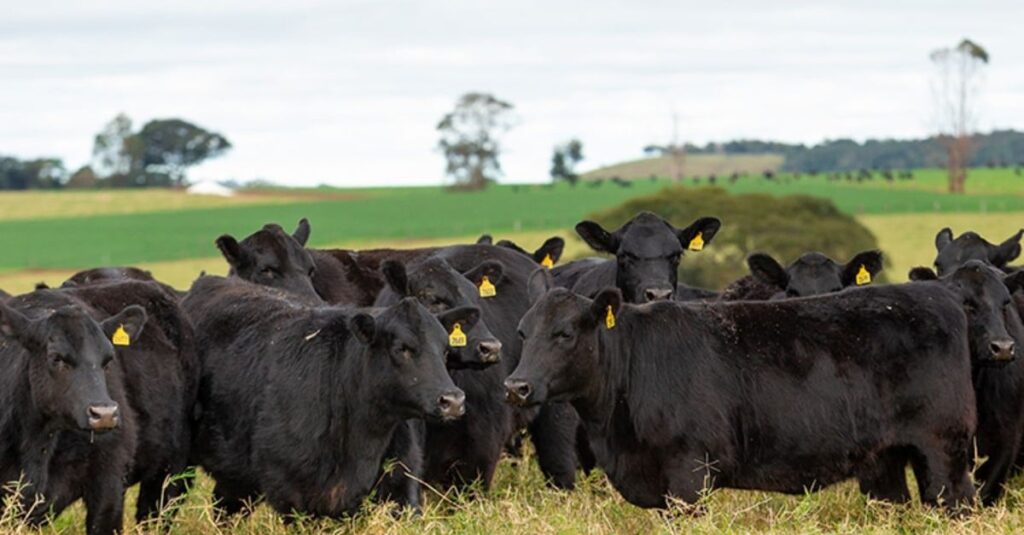 Tricross: especialista revela os segredos para proporcionar heterose no rebanho