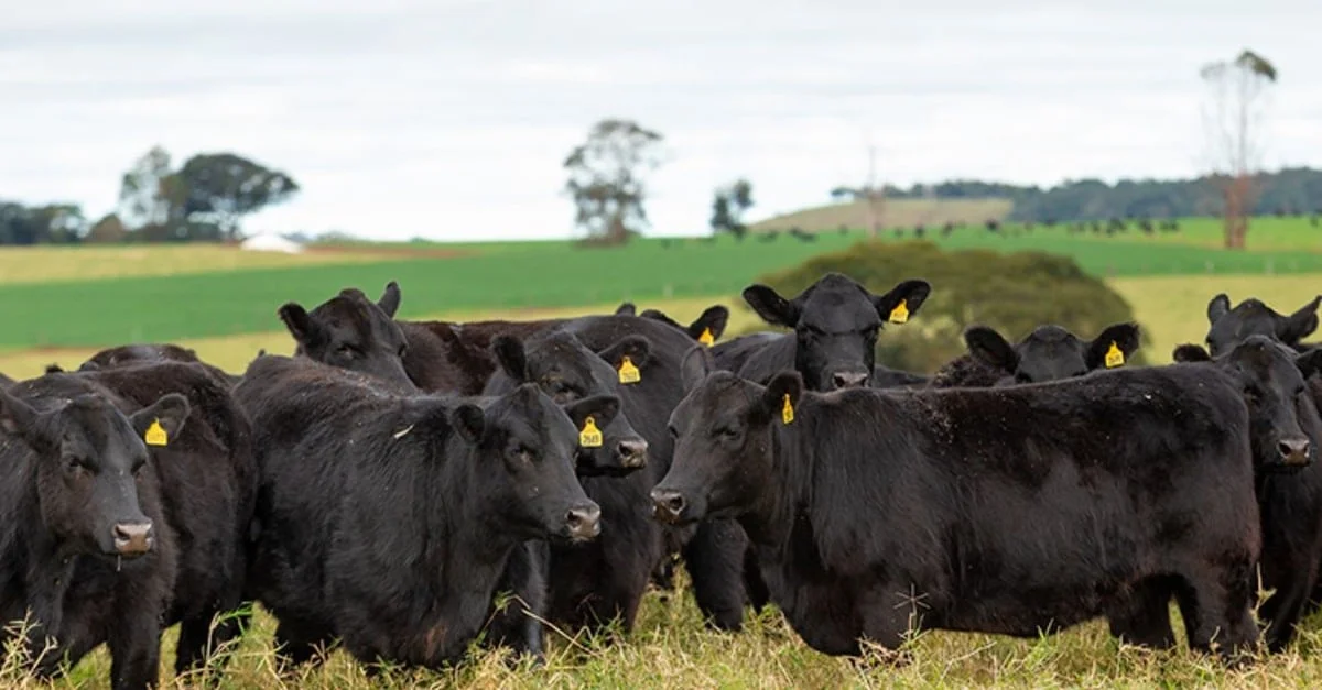 Como garantir diversidade genética no rebanho?