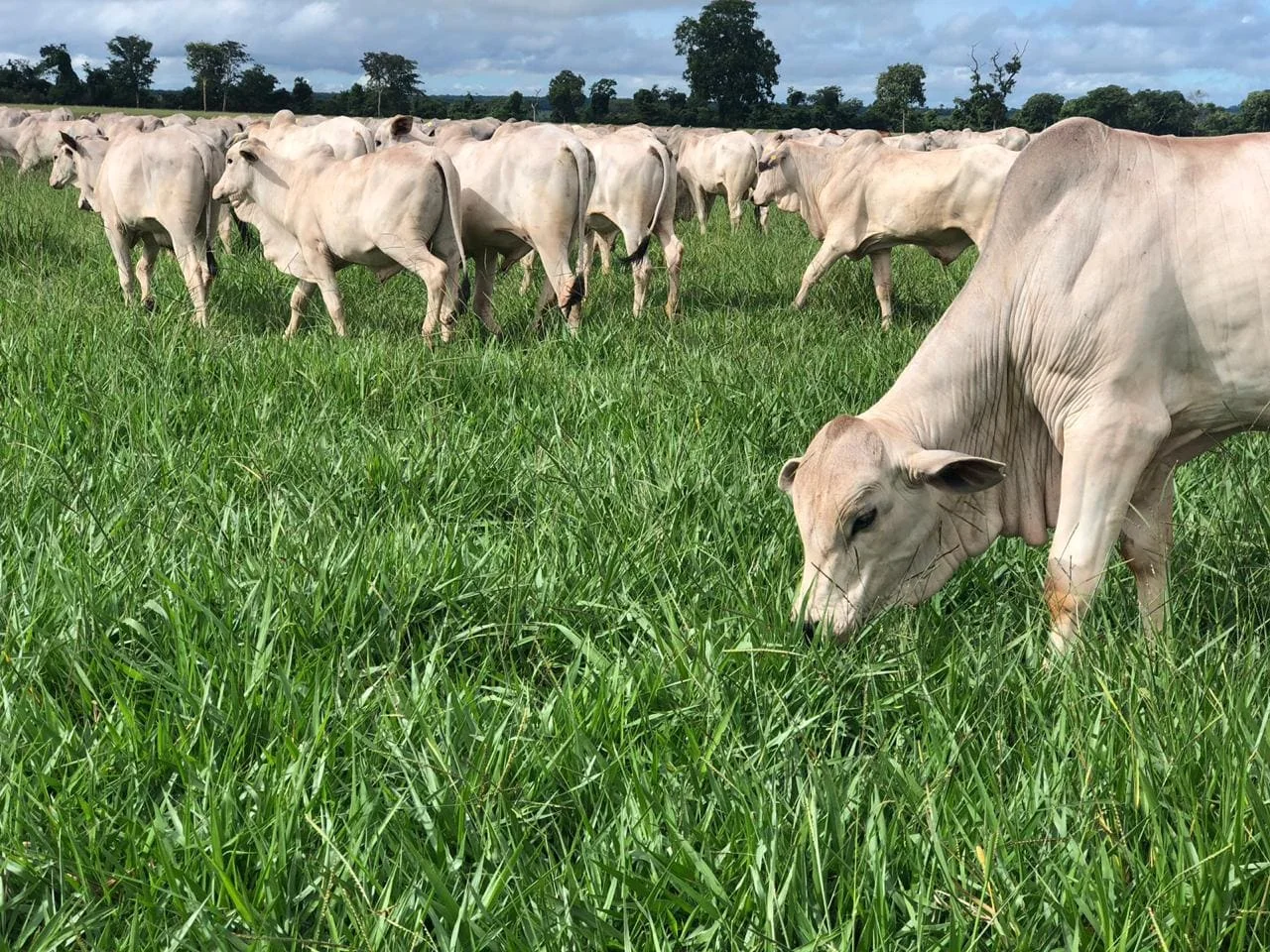 Como garantir o bem-estar dos bovinos de corte? 51 Bem-estar animal de bovinos de corte: principais técnicas