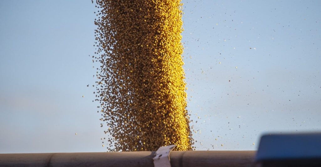 Como melhorar a classificação de grãos de soja? 6 Soja: evento em Brasília define projeto para classificação de grãos