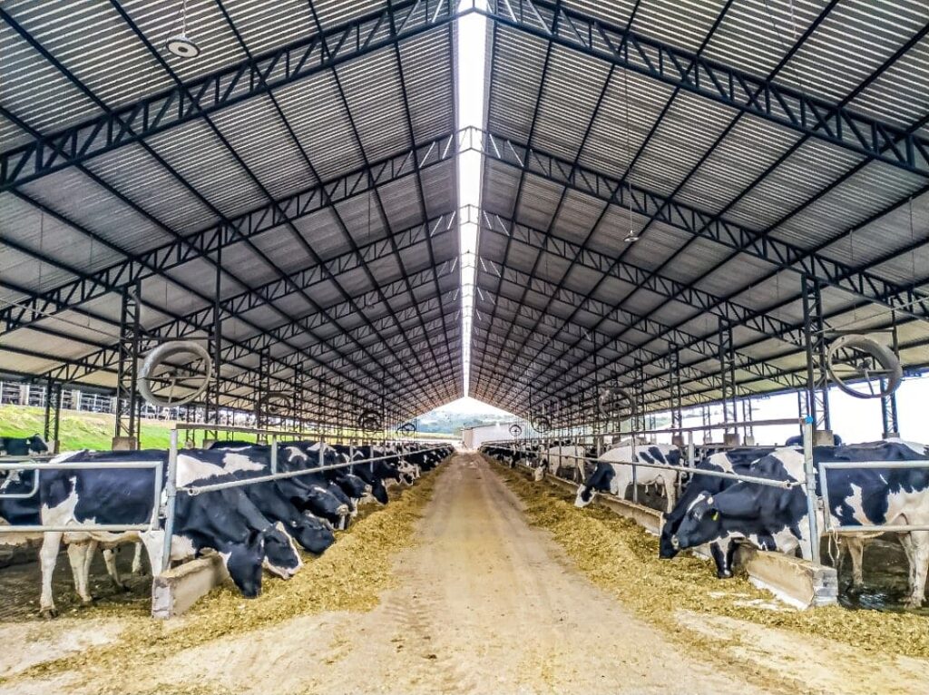 Bem-estar animal na pecuária leiteira: como aumentar a produtividade?