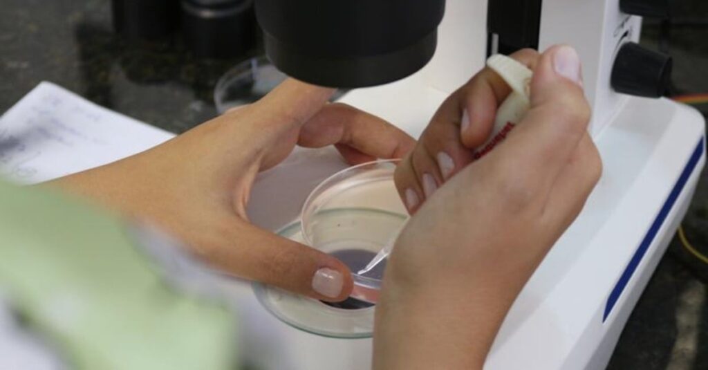 Como multiplicar animais? Consulta pública na agricultura. 5 Agricultura abre consulta pública sobre procedimentos de multiplicação animal