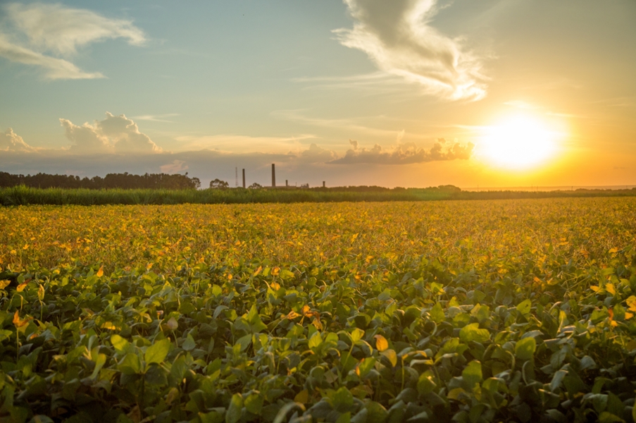 Como o agronegócio tem sido afetado pelo fenômeno El Niño?