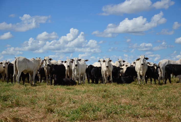 Como o consumidor pode exigir que o produtor invista em genética para garantir maciez, sabor e suculência à mesa?