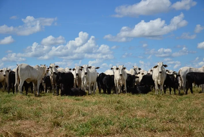 como o consumidor pode exigir que o produtor invista em genetica para garantir maciez sabor e suculencia a mesa