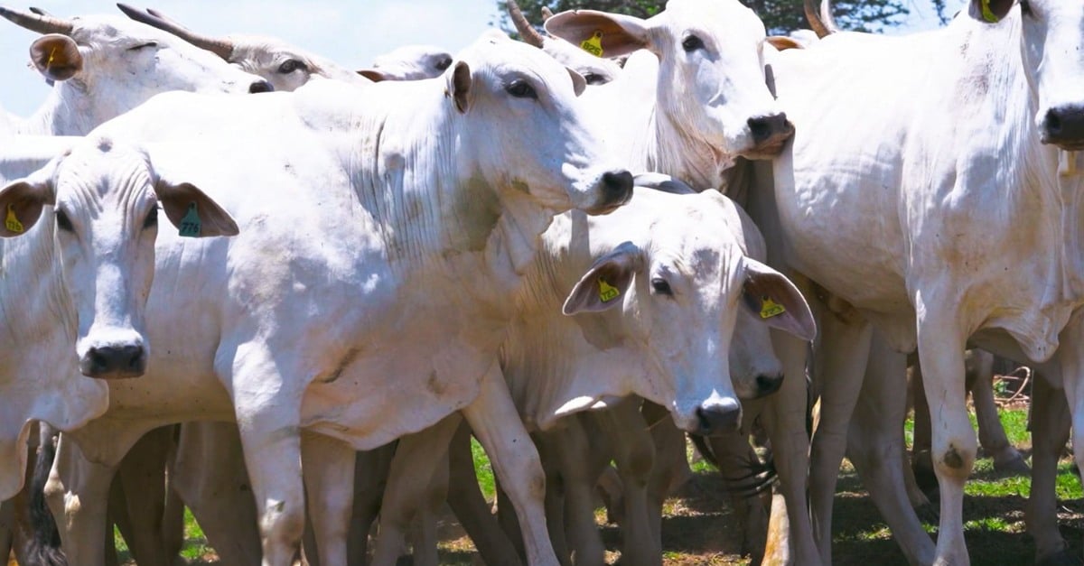 Goiano, 3ª geração de pecuaristas, revela como consegue 80% de taxa de prenhez na fazenda
