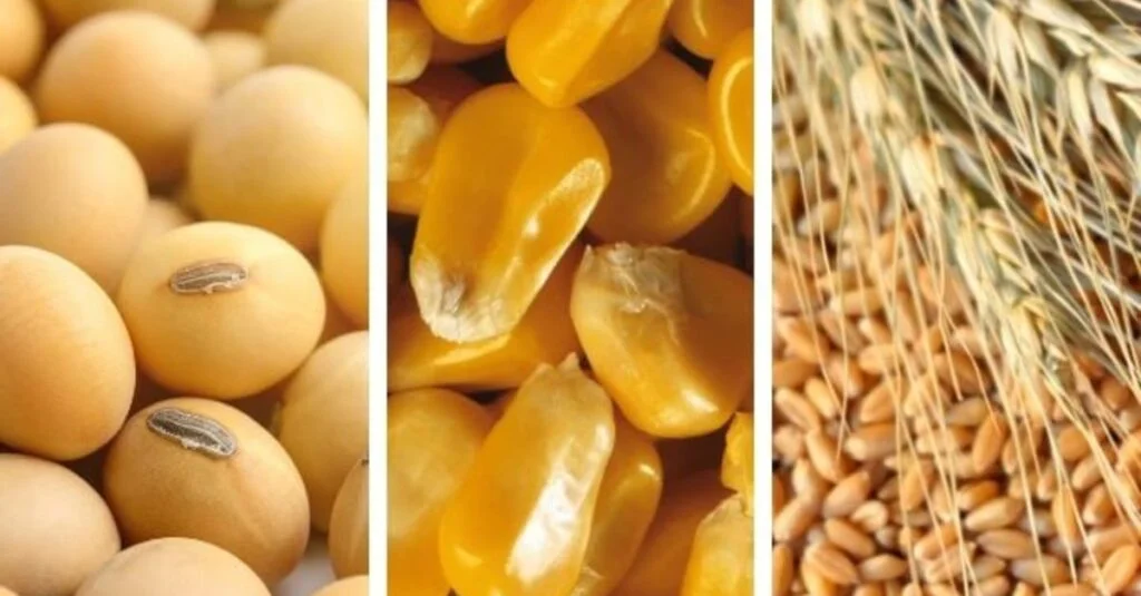 Como o mercado de grãos está sendo impactado? 9 soja cresce, milho em queda, trigo afetado