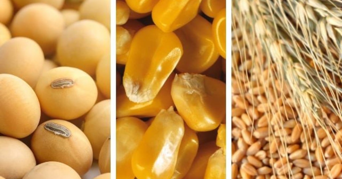 soja cresce, milho em queda, trigo afetado