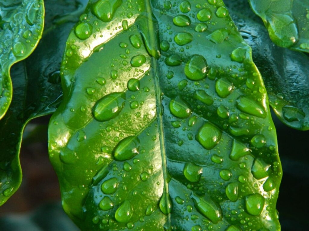 Como o tratamento foliar controla pragas e doenças no café? 60 Temporal