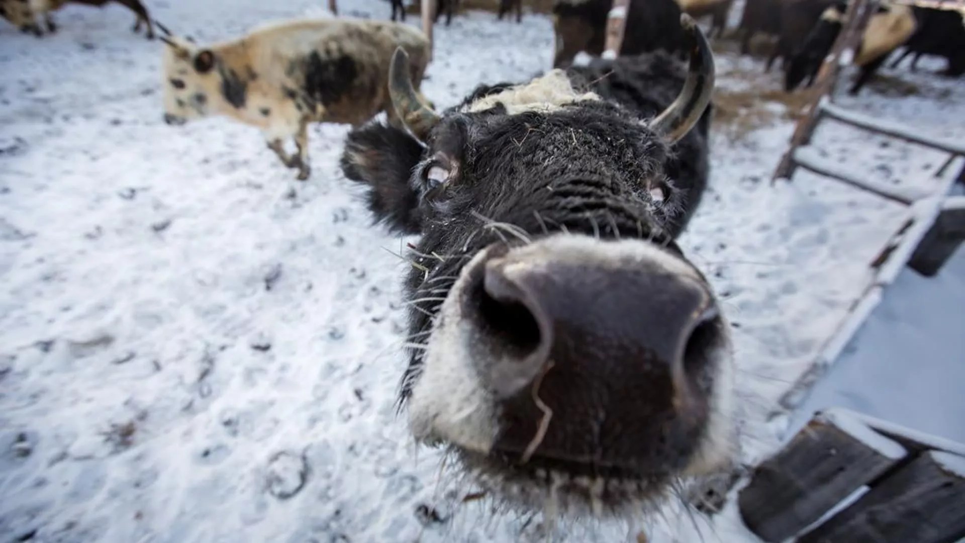 Como os fazendeiros conseguem criar gado e cavalos em temperaturas extremamente frias de -71°C?