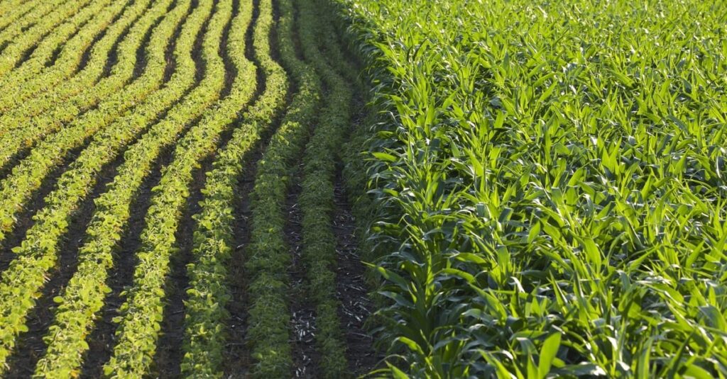 produtores de MT temem perder janela de plantio