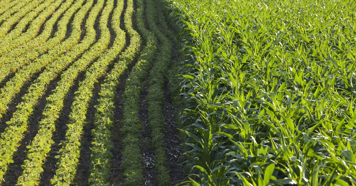 produtores de MT temem perder janela de plantio