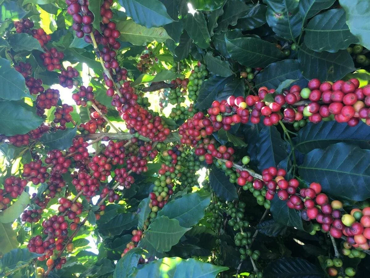 Maturadores na cultura do café: como utilizar?