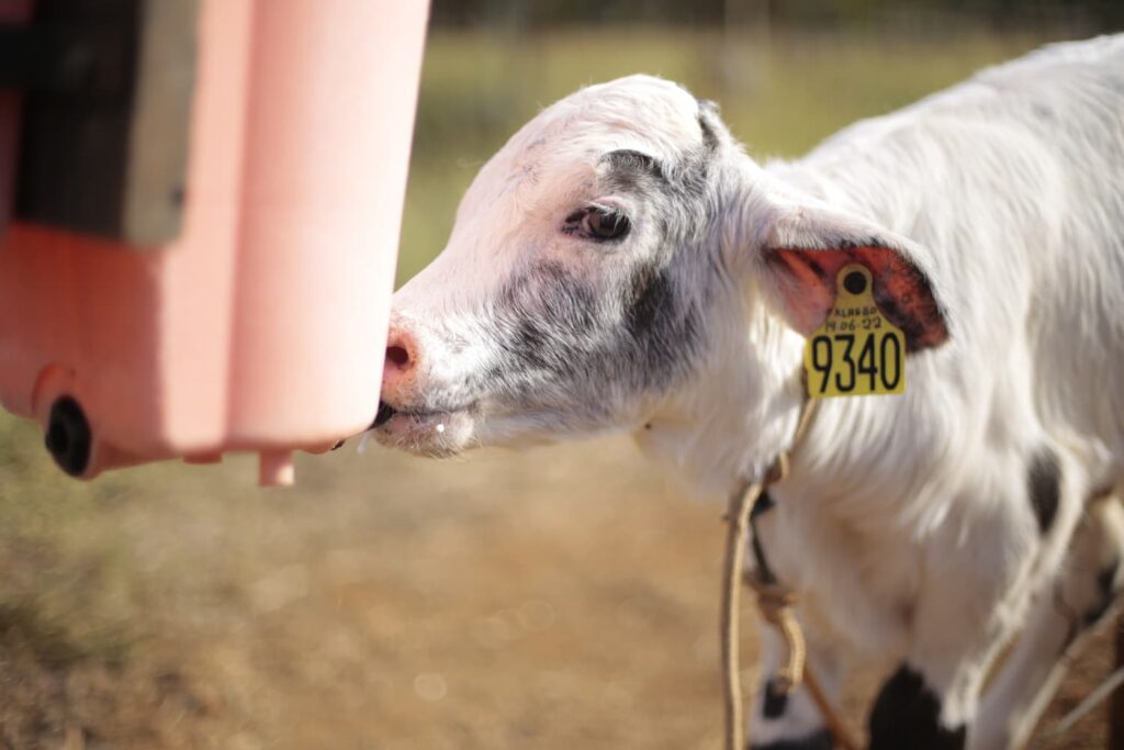 Planilha + Guia Escore de saúde respiratória em bezerras